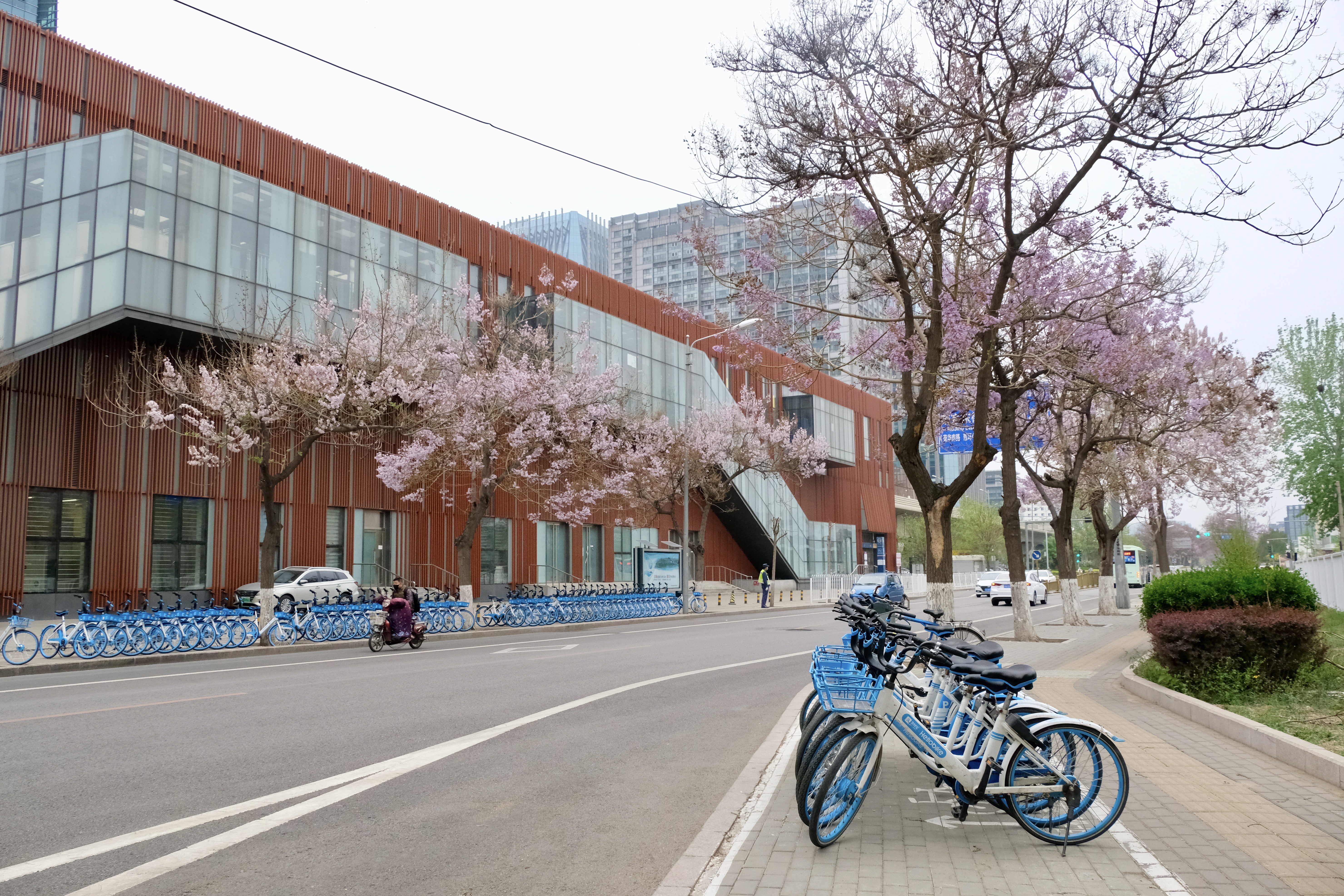 开往地铁上的春天,开往春天的地铁邂逅京城的花开