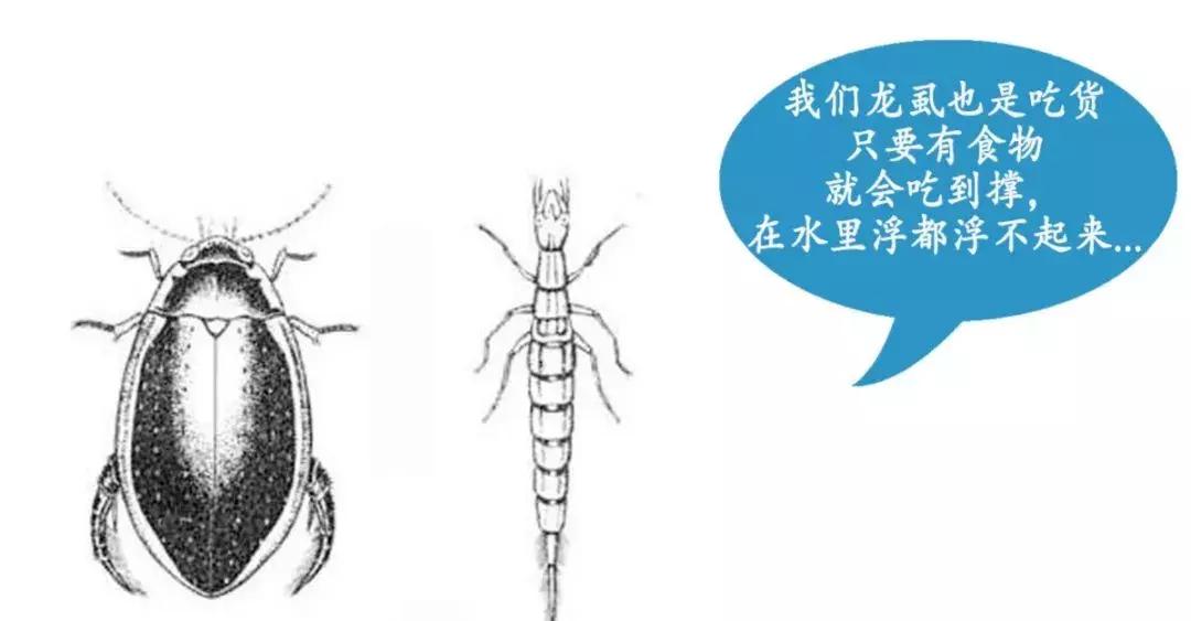 广东人真的吃蟑螂吗,广东人为什么喜欢吃水蟑螂