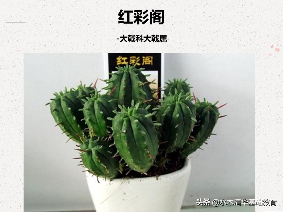 梦幻女王多肉植物百科图谱,原产地多肉植物图谱pdf