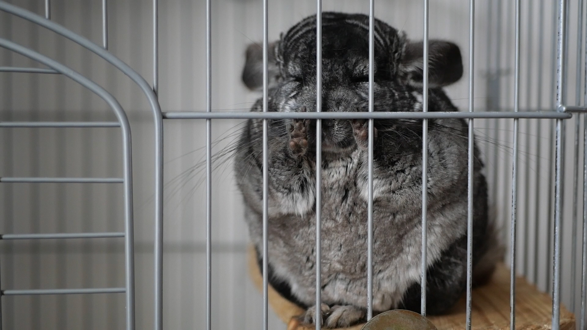 龙猫好养吗有什么优缺点,龙猫身上有味道吗