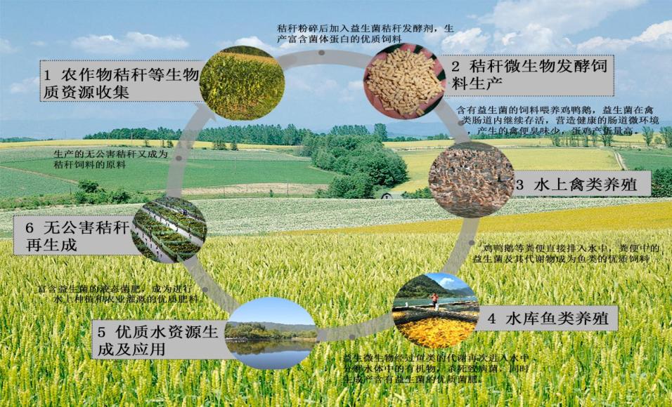 苏轼笔下的猪肉为何如此美味？微生物发酵饲料助力生态肉禽养殖