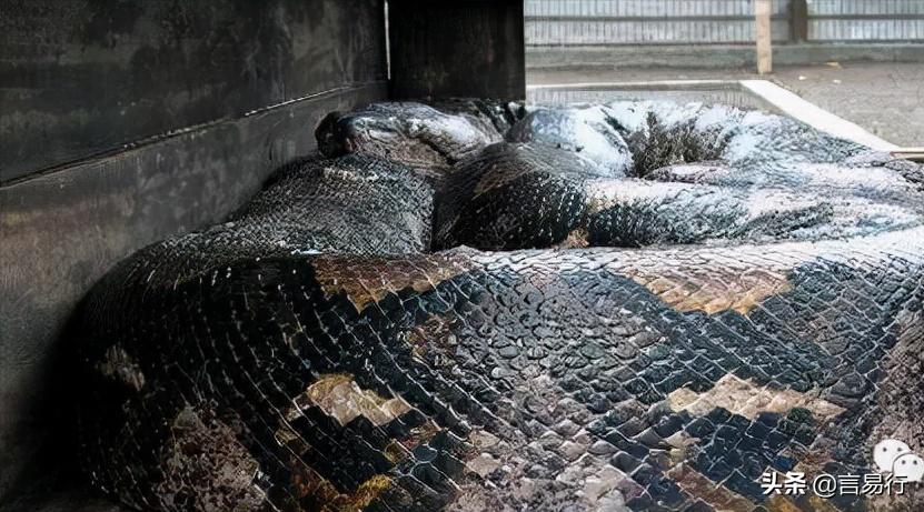 世界上最大的水蛭,世界上最大的水蛭图