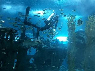 海底世界搬到自己家,海底世界聊城入园