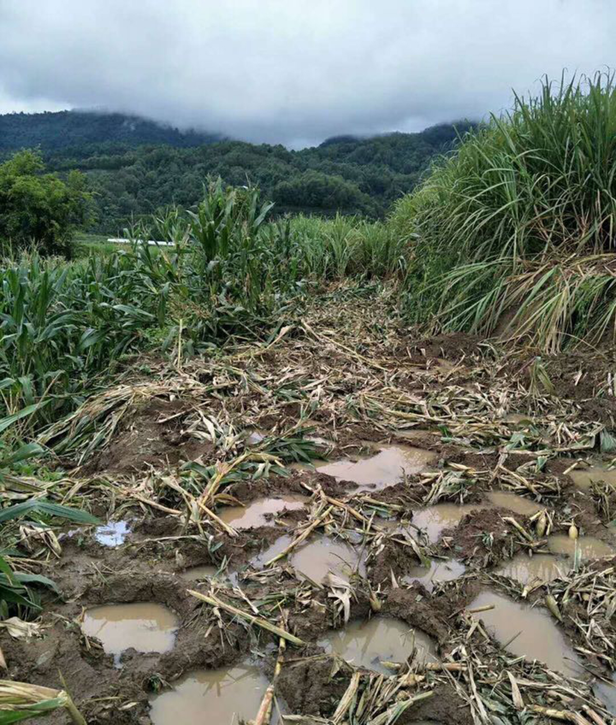 云南大象为什么往北迁徙,云南大象迁徙小象艰难爬出水沟