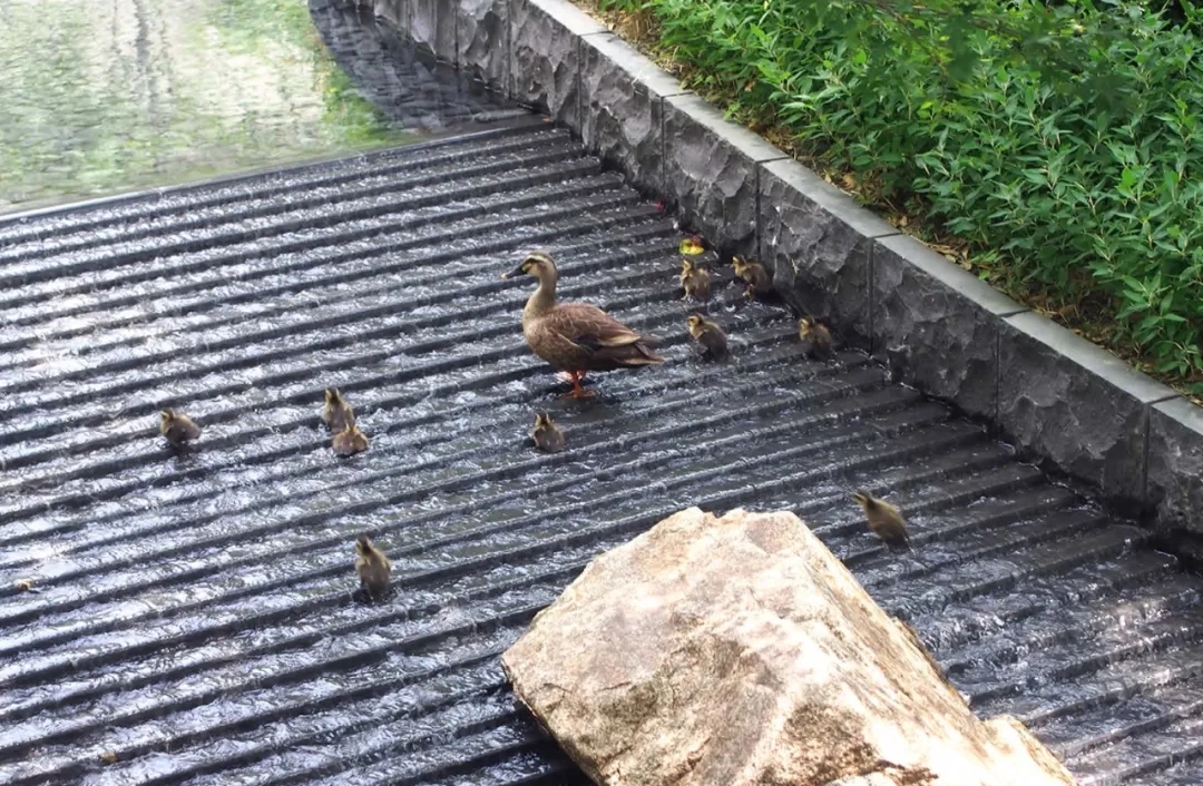 日本养老院景观,泰国公寓景观设计
