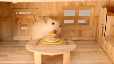 仓鼠为什么把食物都塞到嘴里面去,仓鼠为什么要往嘴巴里塞食物呢