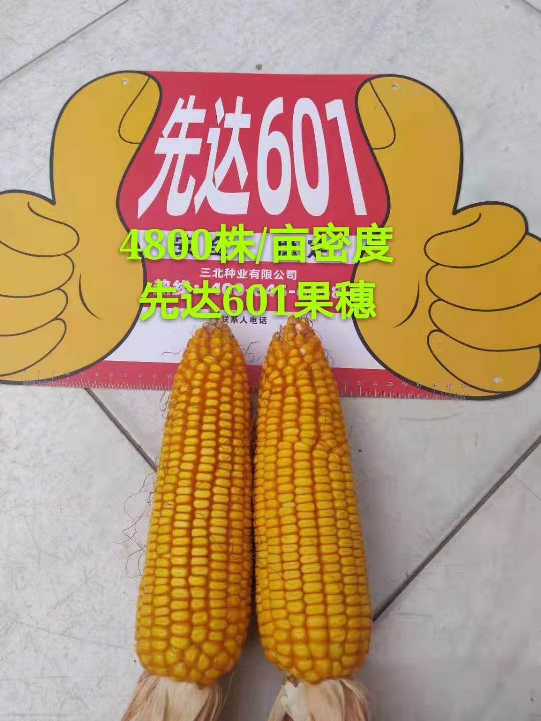 抗病性突出,什么玉米品种高抗锈病