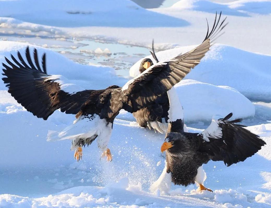 北海道的雪有多美,北海道到底有多吸引人