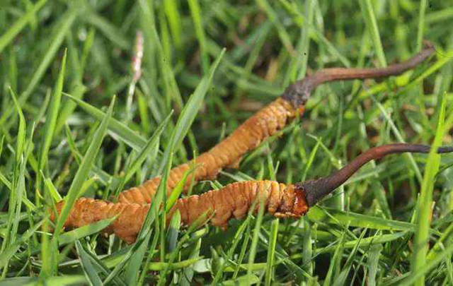 传说中的羊,传说中的动物有哪些是真实存在的