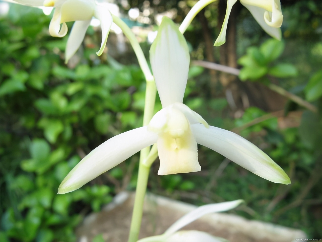 十三种最值得买的兰花,四种兰花最值得购买