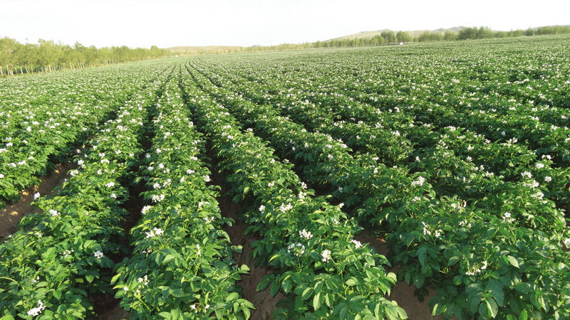马铃薯枯黄萎病怎么治,马铃薯枯黄萎病发生的原因和防治
