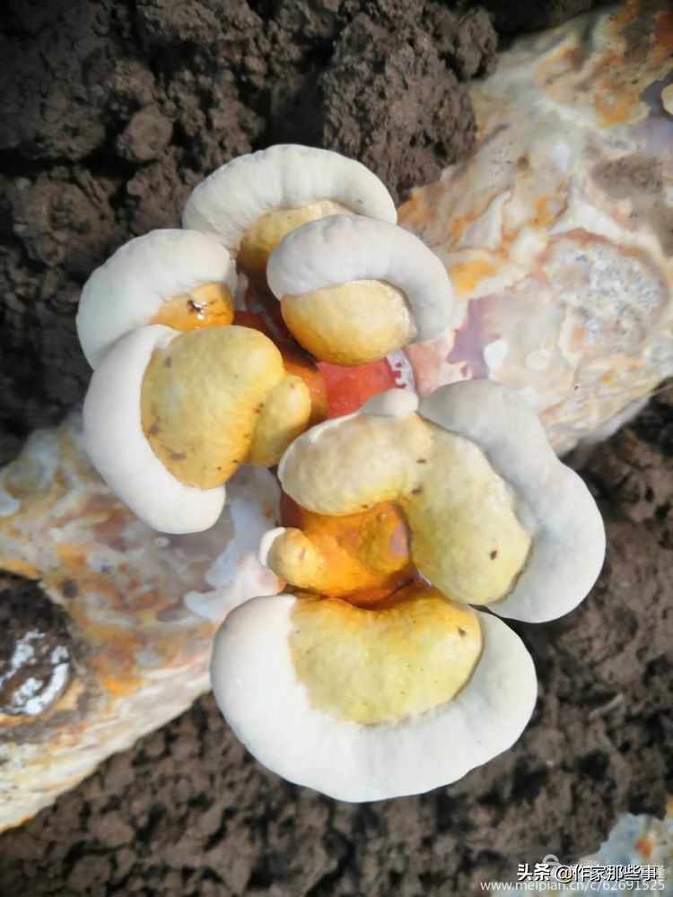赴一场槐花的邀约——宝鸡作家赴扶风野河山采风