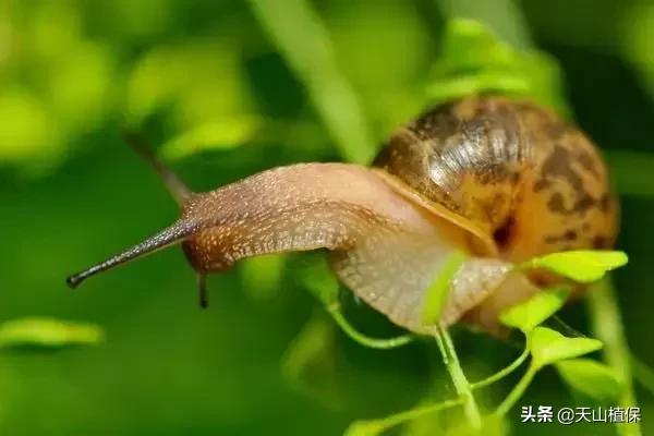 蜗牛养殖前景和销路,白玉蜗牛养殖大棚需投资多少钱