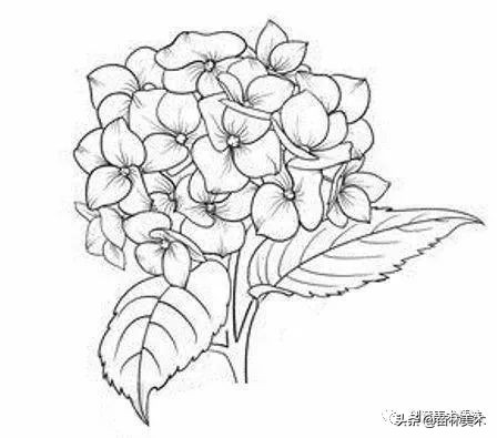 工笔花卉线稿和色稿,花卉白描线稿
