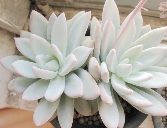 淘宝买多肉带盆的需要脱土修根吗,淘宝上买多肉有什么坑