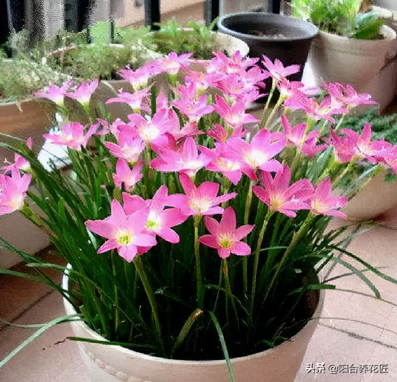 适合室内养的耐干旱少阳光的花,这5种花晒不死太阳越大开花越多