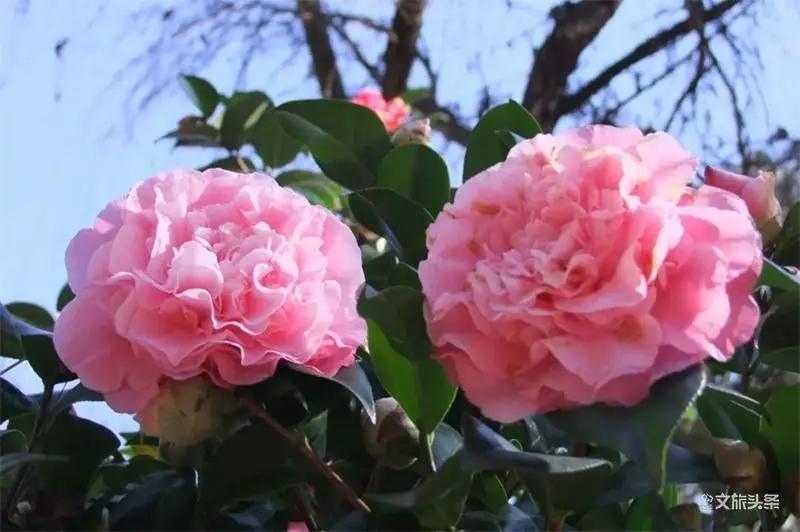 瞧!这花花世界谁不爱