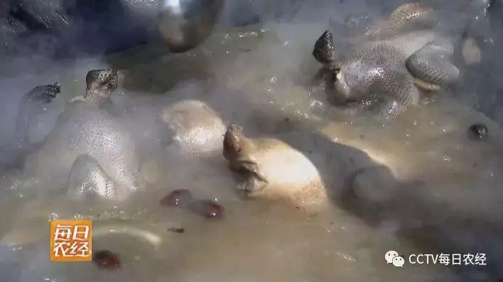 云龙诺邓火腿加工,云龙矮脚鸡