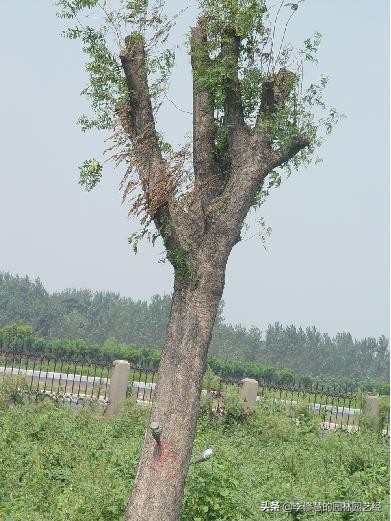 移栽树木怎么保持成活率,移栽树木如何促发新根