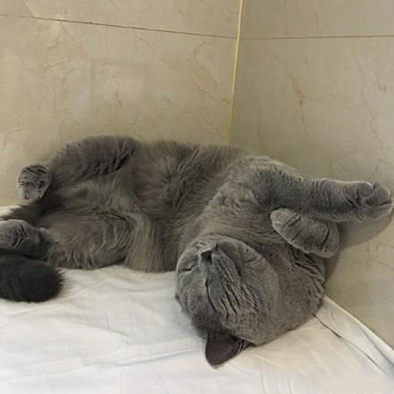 狗狗趴在客厅,从狗狗的睡姿看爱不爱你