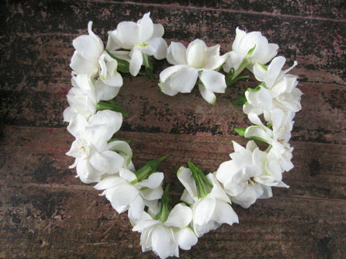 栀子中清热泻火的主要成分,中医栀子功效与主治