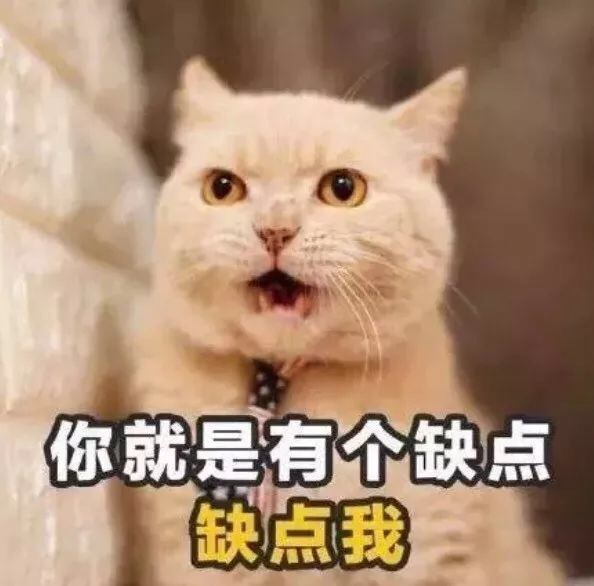 家猫和流浪猫相爱的故事,流浪猫和家猫的故事