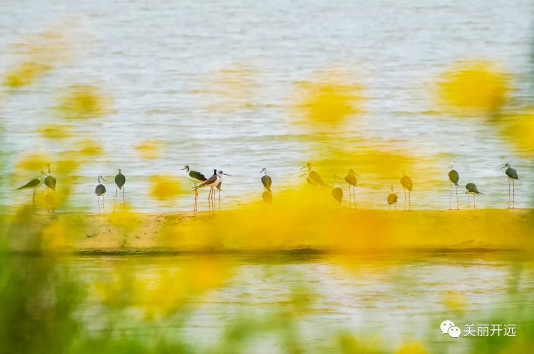 山水为证——走出一条具有开远特色的生态转型之路