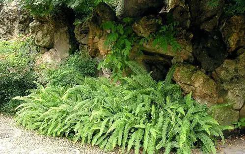 地上长的蕨类,长得像虫子的蕨类