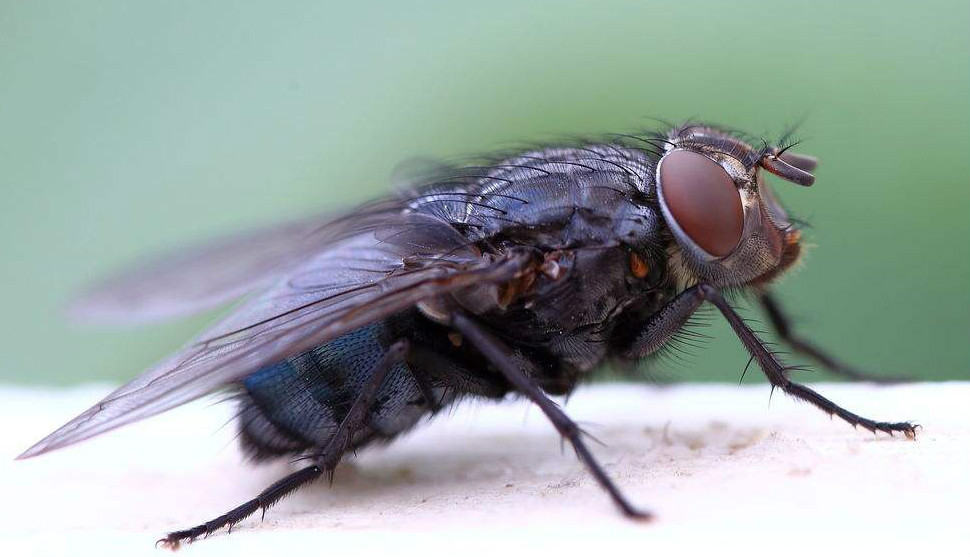 当你发现一只苍蝇,当苍蝇落在你的食物上会发生什么
