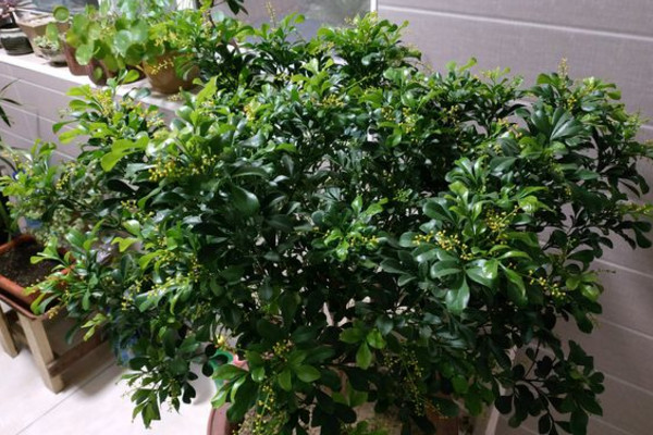 米兰移栽后套塑料袋,12度气温米兰需要用塑料袋套吗