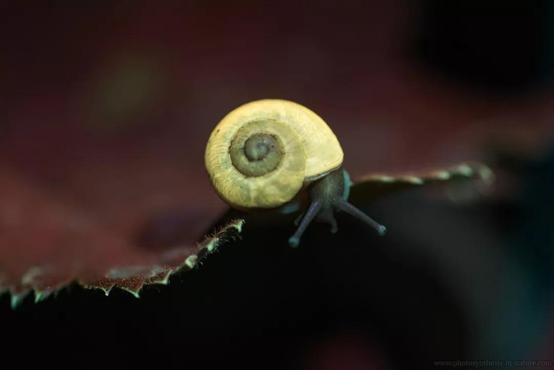 紫外线外星人真的存在吗,外星生命紫外线