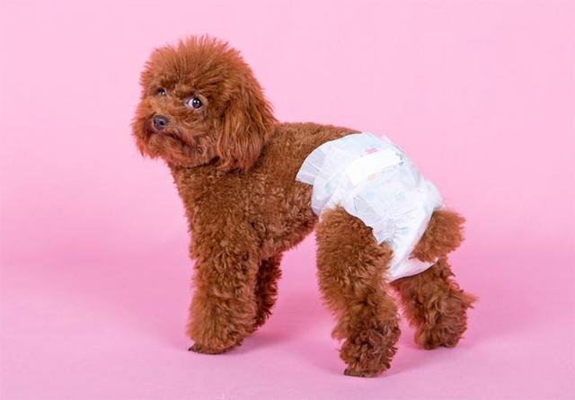 母狗发情期,这6点要做好,铲屎官须牢记