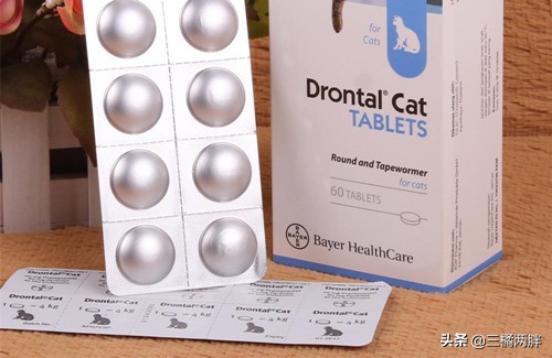 猫咪奇妙物语虎斑猫,奇妙猫咪物语全集