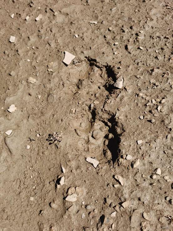 鬼哥的五万里D39青海曲麻莱县五道梁镇-沱沱河保护站