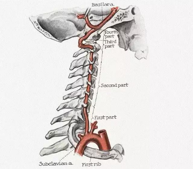 颈部血管椎动脉分段解剖图,椎动脉横断面图