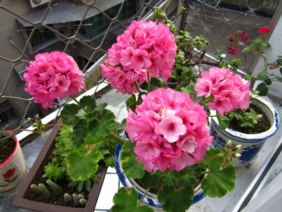 5月份刚上盆的阳台多肉怎么养护,多肉植物夏季养护问题讲解