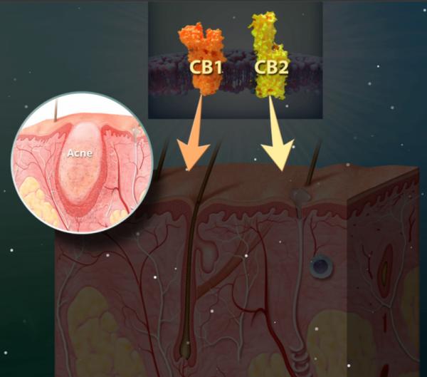 赶上国内圣秋波CBD的热潮，我们先美一步