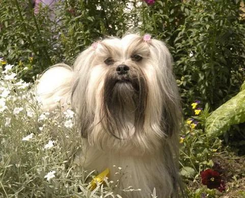 盘点那些老人养的巨型狗,8-10年寿命的狗狗