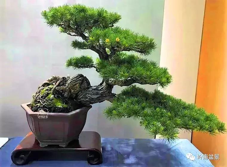 苍劲古朴挺拔有力的老桩盆景欣赏,老态龙钟盆景作品欣赏