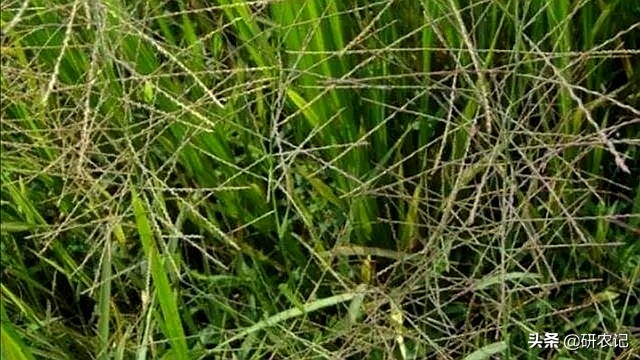 唑嘧磺草胺除草剂优点与缺点,恶唑酰草胺除草剂多长时间有效果