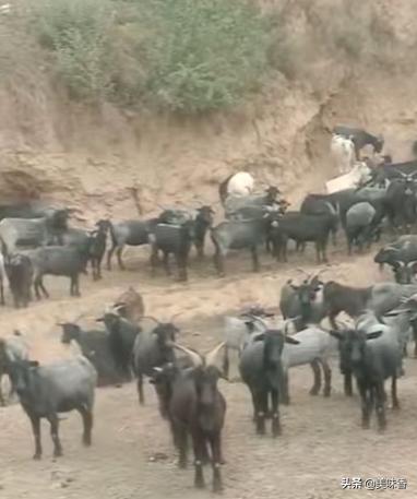 夏天养殖羊注意什么,夏天养羊的大忌