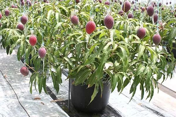 播种的芒果树,芒果树什么时候播种