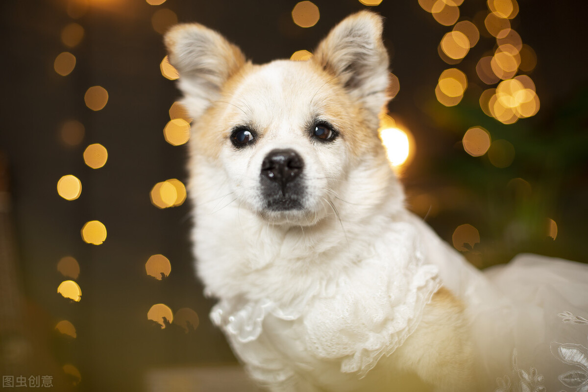 旧犬喜我归，它的目光中，是情感的惊喜？也是生命的凝望