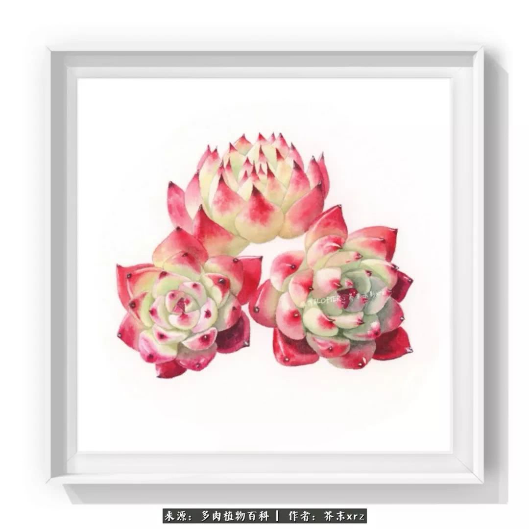 那个爱画多肉的小姑娘带着她的心头肉又来啦！