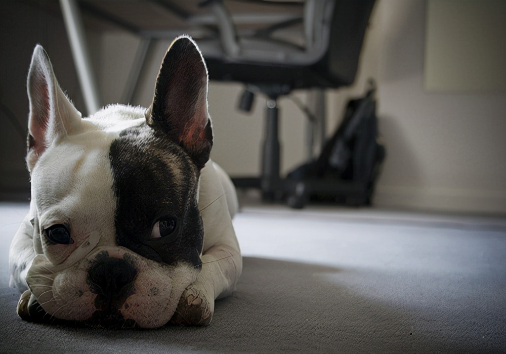 养宠经验:如果狗狗不吃饭怎么办?改善喂食方式,调整饮食结构