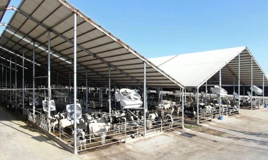 山东奶厂现状怎么样,乳企盈利牧场亏损