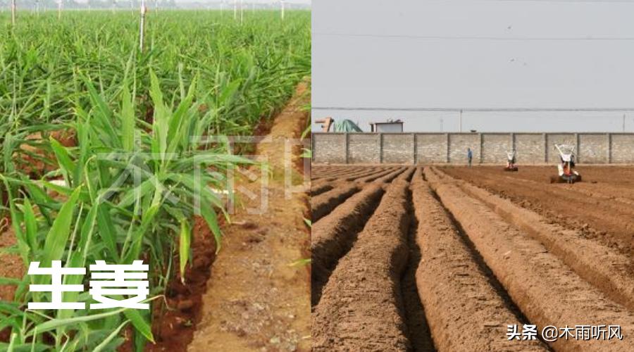 北方种植生姜什么季节种植最合适,生姜套种玉米高产种植技术