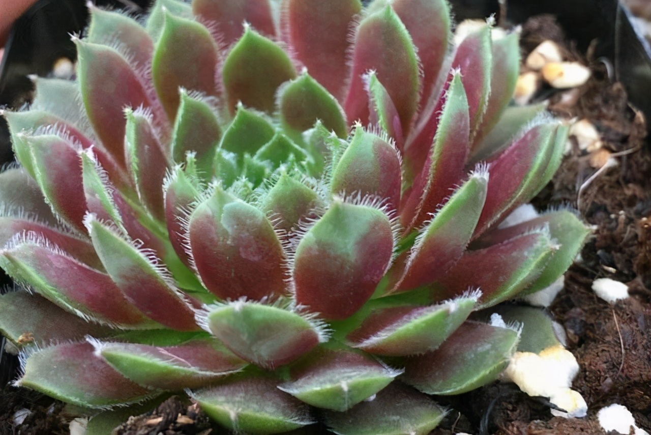 牡丹叶好看的品种,牡丹多肉植物大全