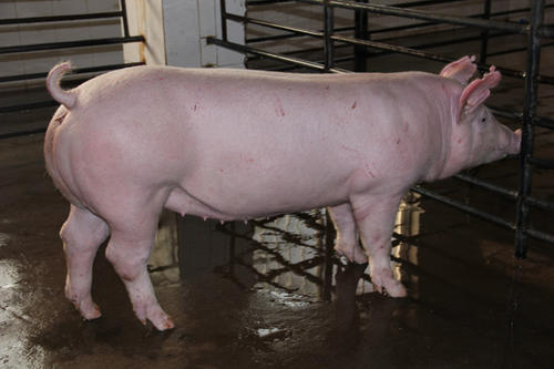 夏季养母猪需要注意什么,养母猪夏季怎样降温