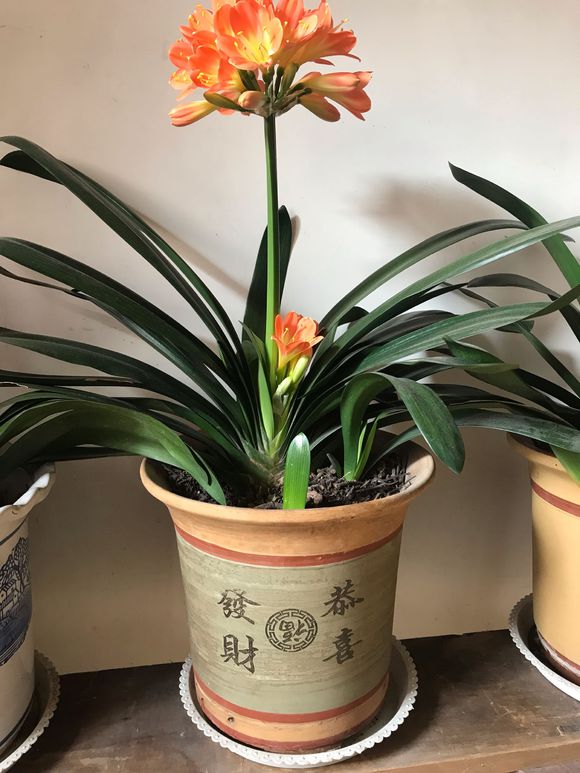 李大姐养君子兰,年年开大花,有吉祥好兆头,原来是她做对5件事